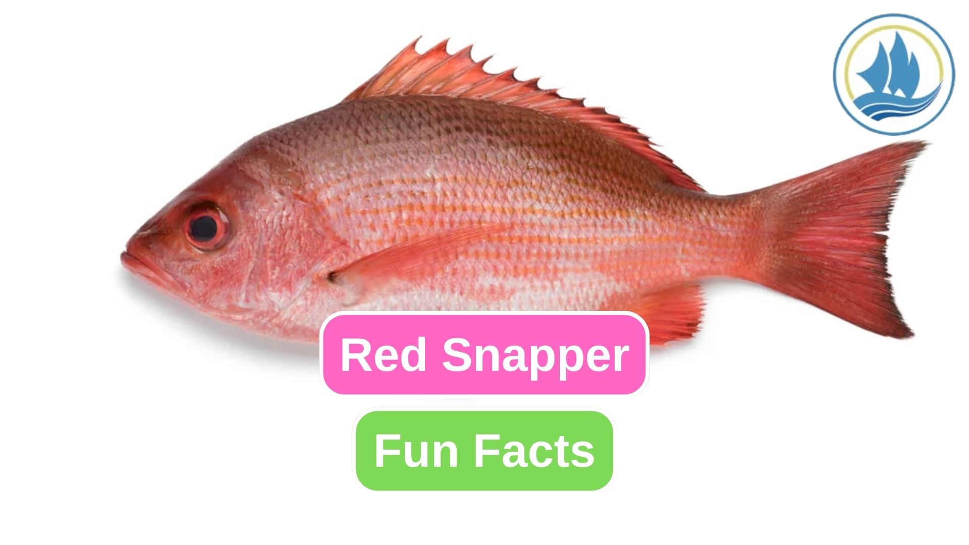 Here are 10 Fun Facts of Red Snapper